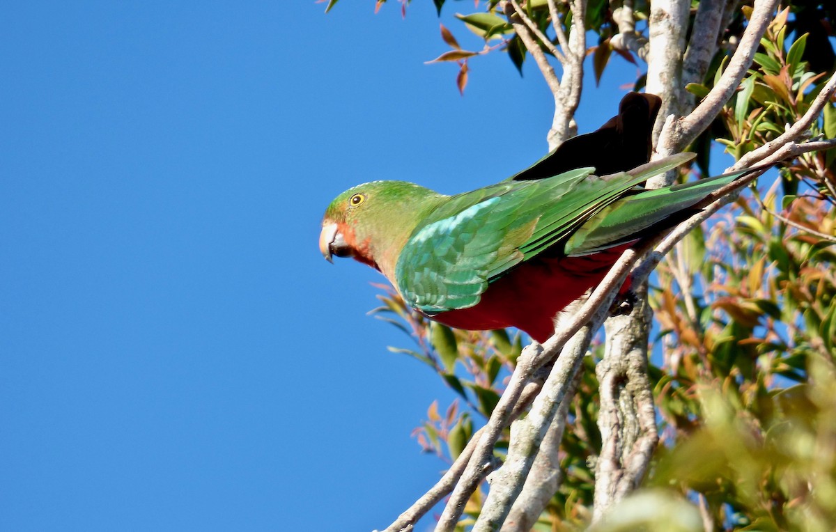 Australian King-Parrot - ML204370481