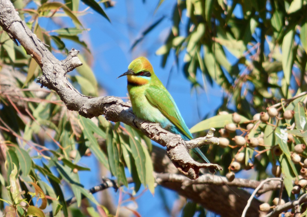 Rainbow Bee-eater - Rich Bayldon