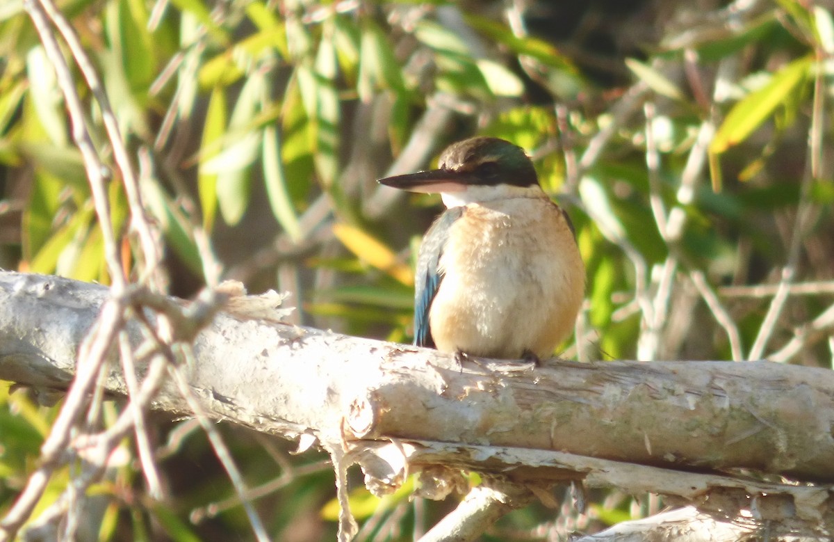 Sacred Kingfisher (Australasian) - Rich Bayldon