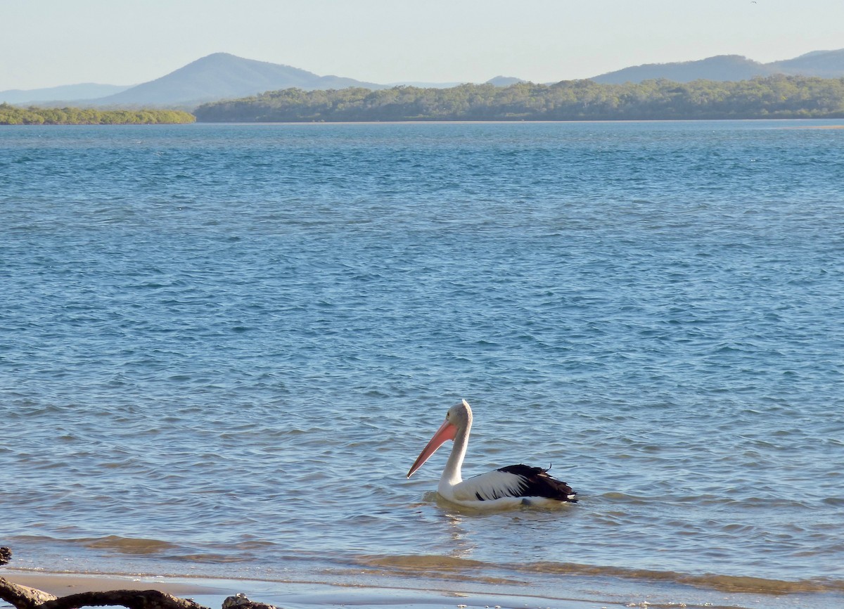 Australian Pelican - Rich Bayldon