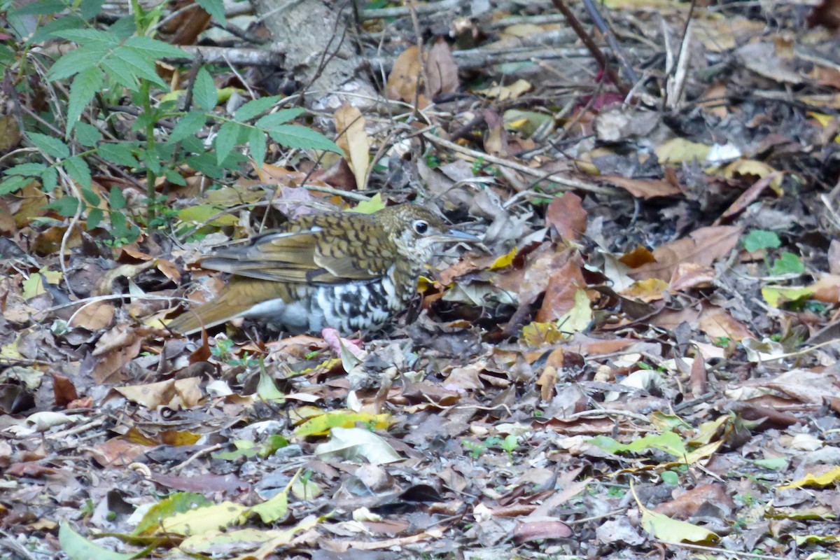 Russet-tailed Thrush (Russet-tailed) - Rich Bayldon