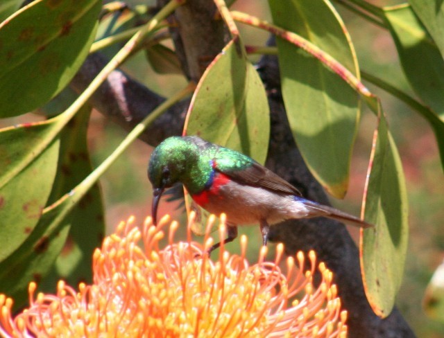 Southern Double-collared Sunbird - ML204370871