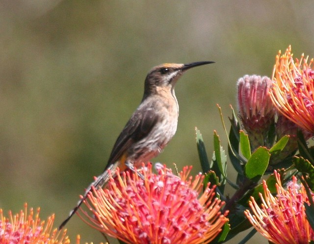 Cape Sugarbird - Rhonda Hansch