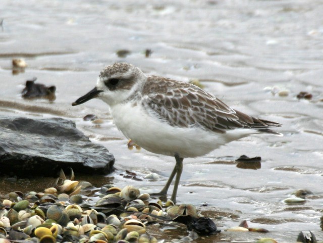 Red-breasted Dotterel (Northern) - ML204371161