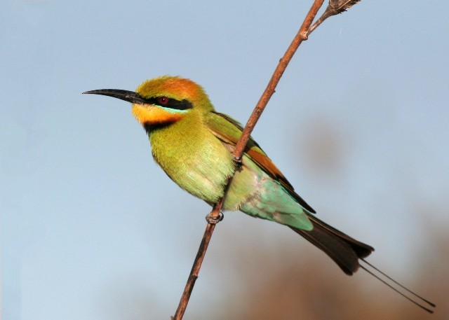 Rainbow Bee-eater - Rhonda Hansch