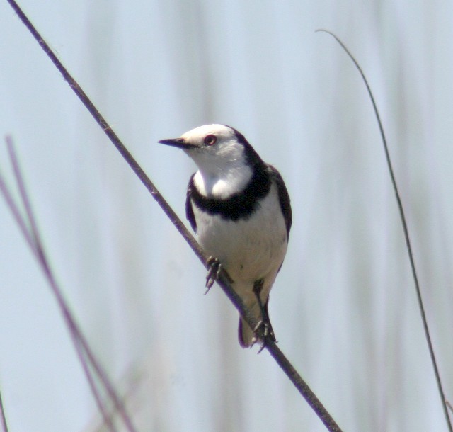White-fronted Chat - ML204371271