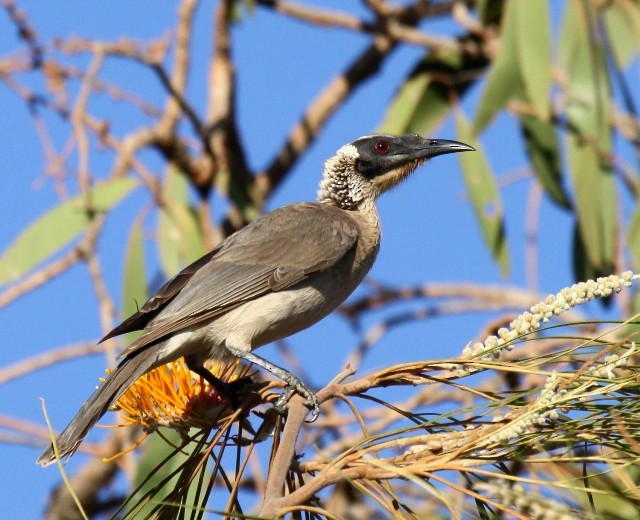 Silver-crowned Friarbird - ML204371791