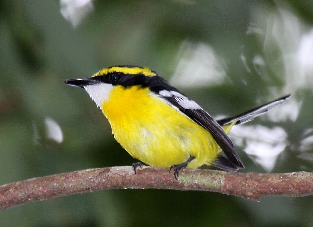 Yellow-breasted Boatbill - ML204371871