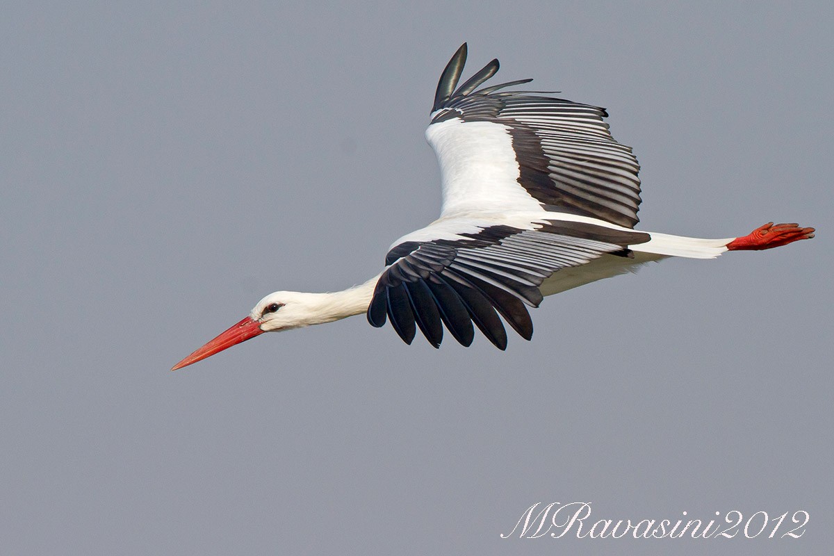 White Stork - Maurizio Ravasini