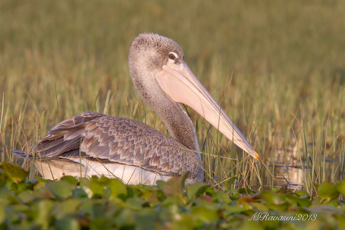 Pink-backed Pelican - ML204372181