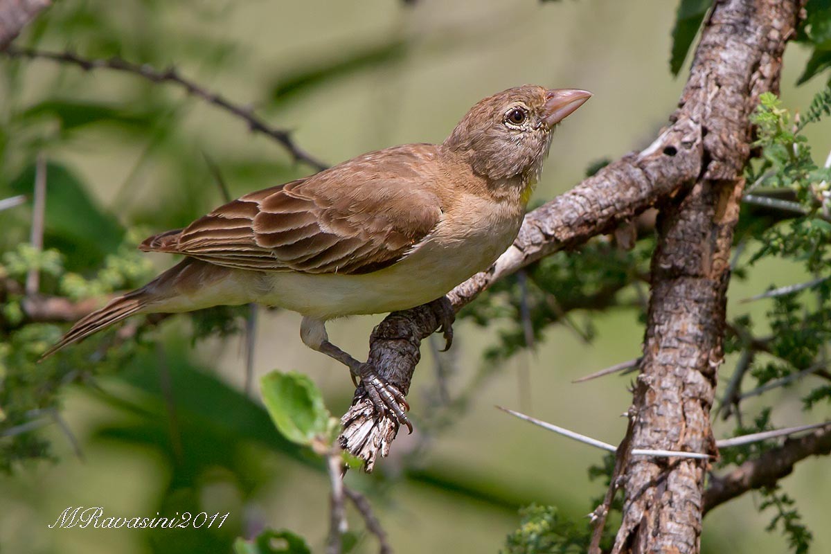 Yellow-spotted Bush Sparrow - Maurizio Ravasini