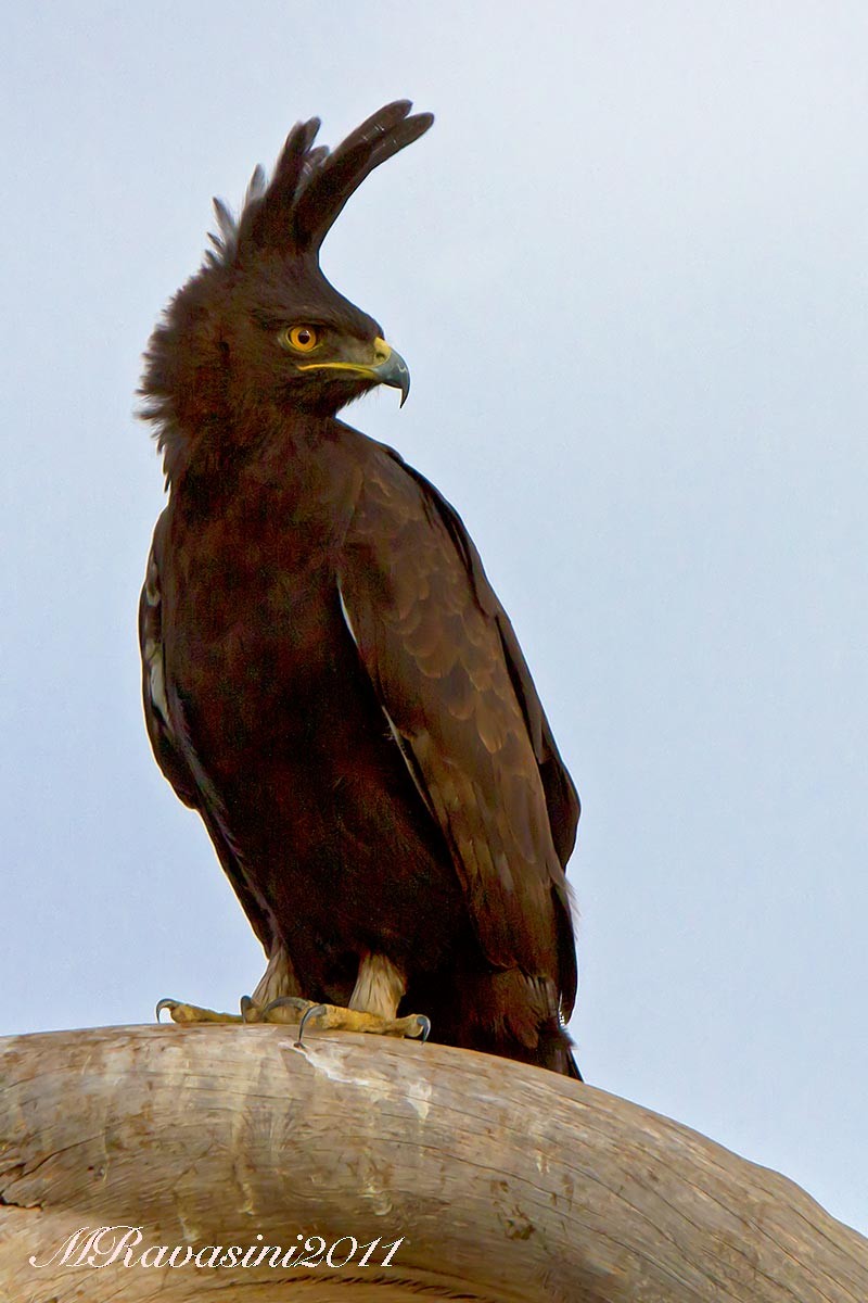 Long-crested Eagle - Maurizio Ravasini