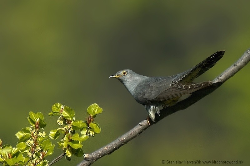 Common Cuckoo - Stanislav Harvančík