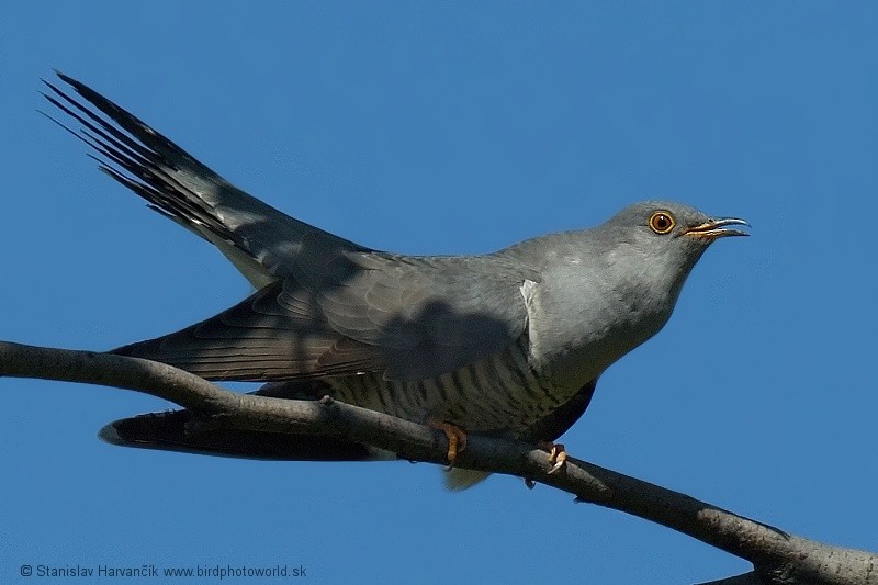 Common Cuckoo - ML204373021