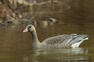 Greater White-fronted Goose, ML204373491