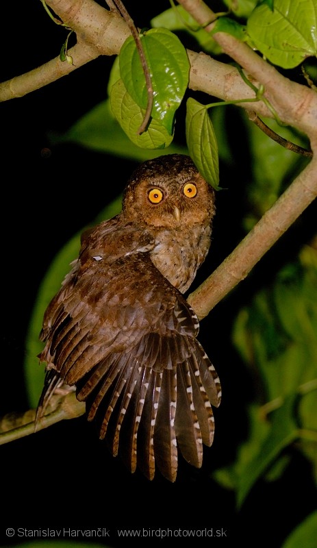 Andaman Scops-Owl - ML204373981
