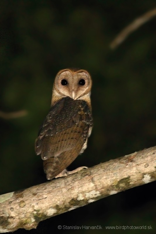 Andaman Masked-Owl - ML204374011