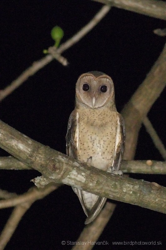 Andaman Masked-Owl - Stanislav Harvančík