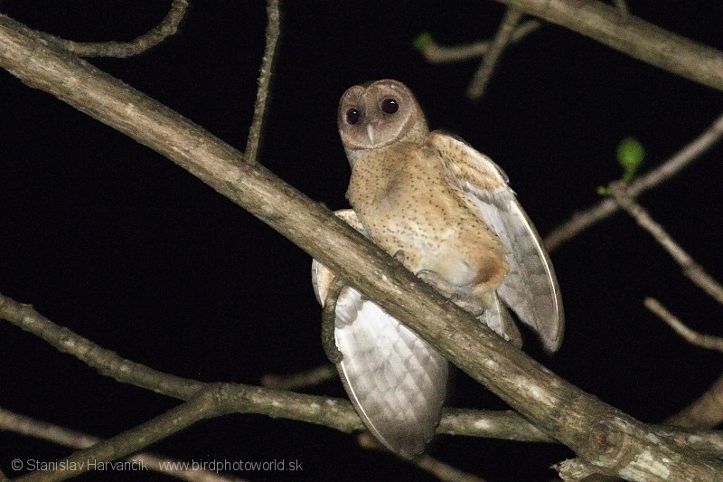 Andaman Masked-Owl - ML204374031