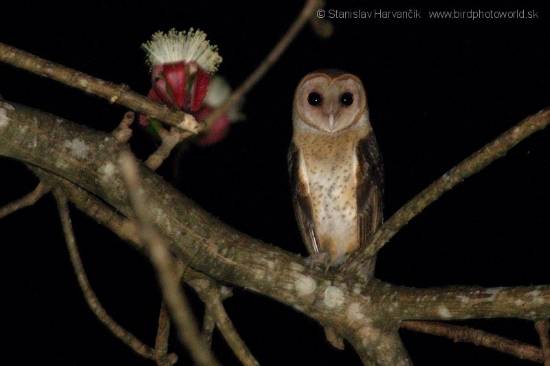 Andaman Masked-Owl - ML204374051