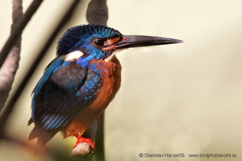 Blue-eared Kingfisher - ML204374061