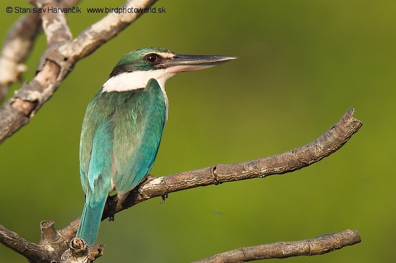 Collared Kingfisher (Oriental) - ML204374181