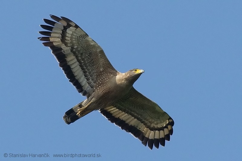 Crested Serpent-Eagle (Andaman) - ML204374451