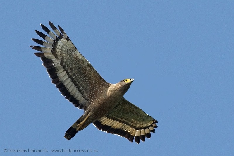 Crested Serpent-Eagle (Andaman) - ML204374461