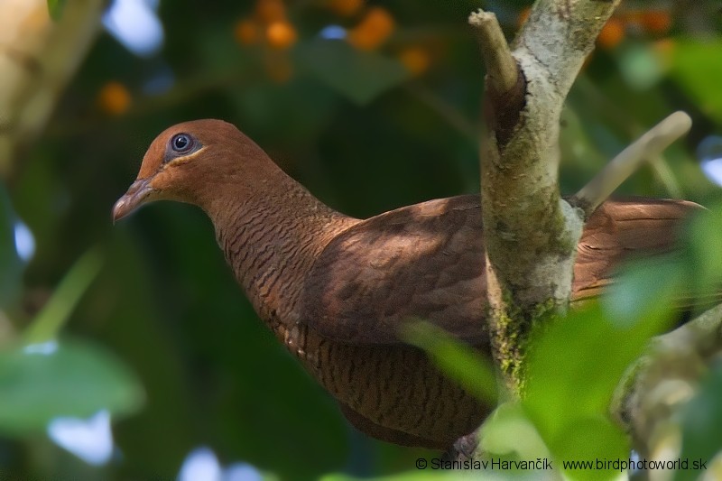 Andaman Cuckoo-Dove - ML204374521