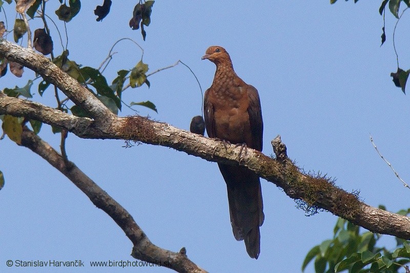 Andaman Cuckoo-Dove - ML204374531