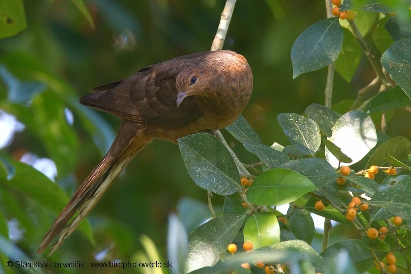 Andaman Cuckoo-Dove - ML204374541