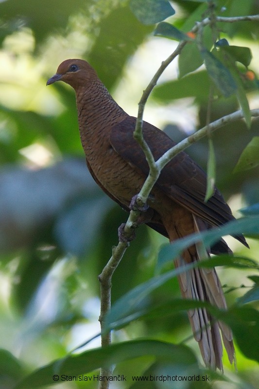 Andaman Cuckoo-Dove - ML204374551