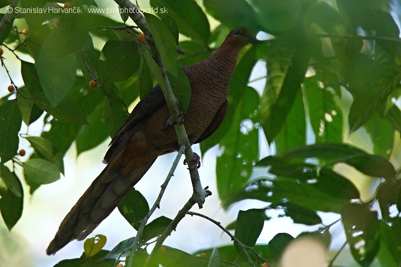 Andaman Cuckoo-Dove - ML204374561