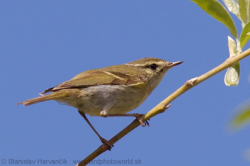 Yellow-browed Warbler - ML204374721