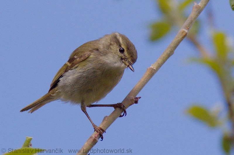 Yellow-browed Warbler - ML204374731