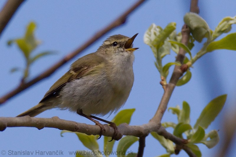 Yellow-browed Warbler - ML204374741
