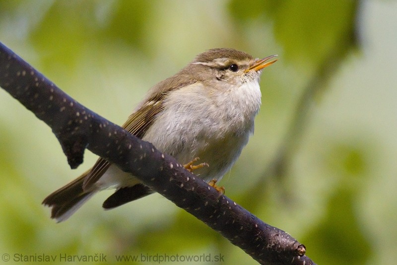 Yellow-browed Warbler - ML204374751