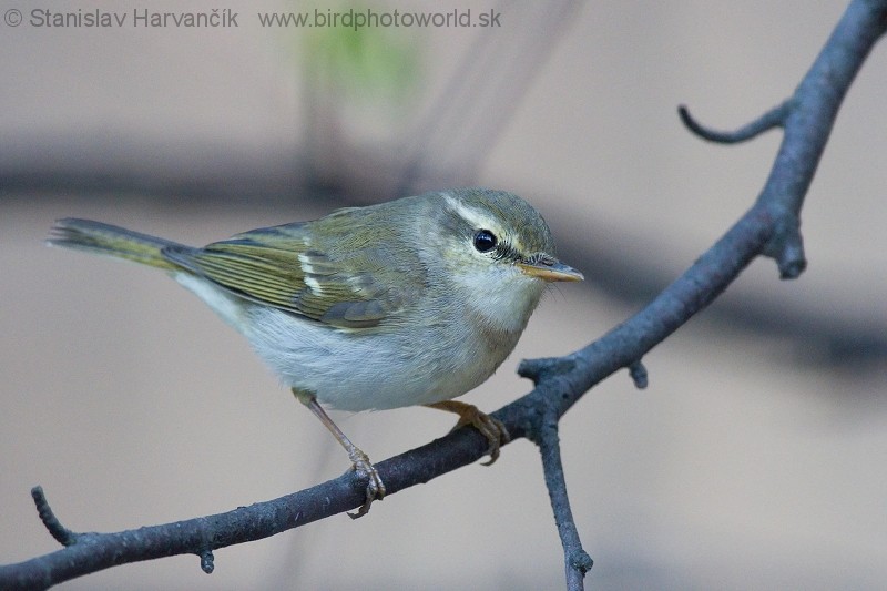 Two-barred Warbler - ML204374811