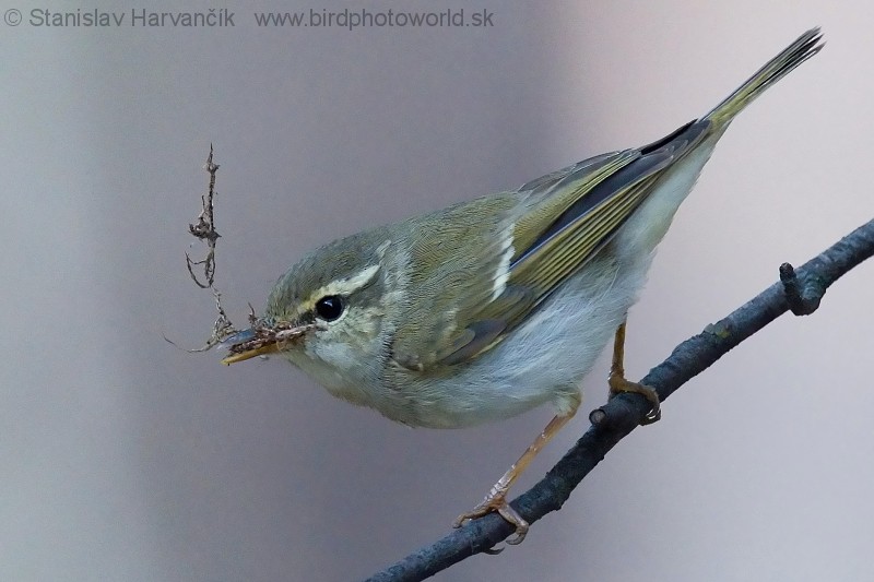 Two-barred Warbler - ML204374831