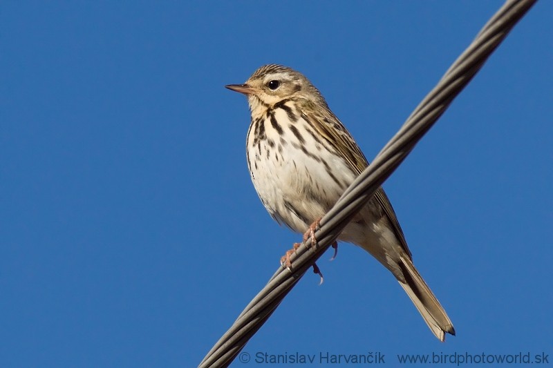Olive-backed Pipit - ML204374901