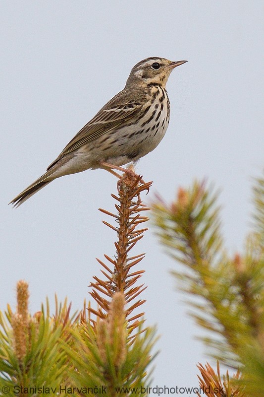 Olive-backed Pipit - ML204374911