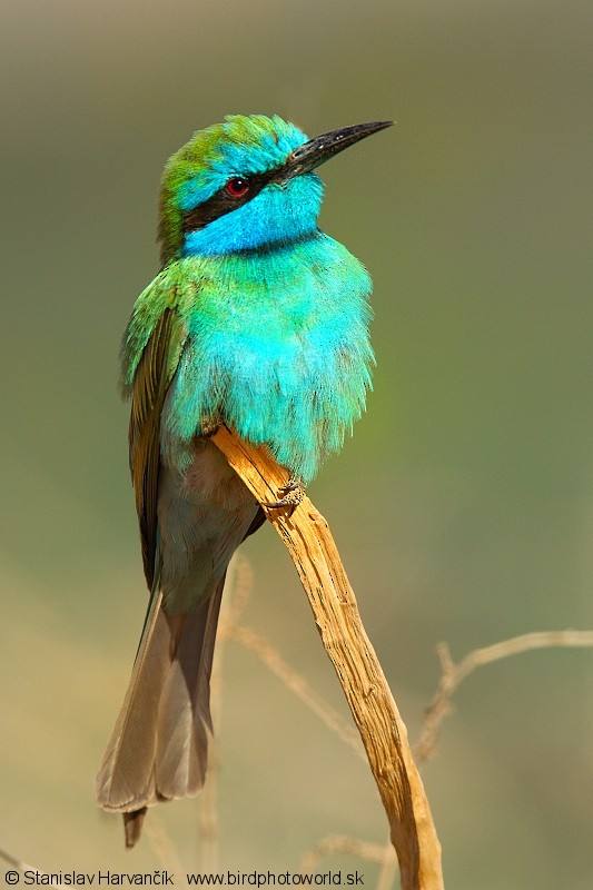 Arabian Green Bee-eater - Stanislav Harvančík