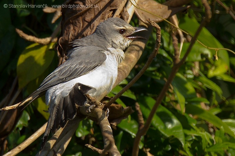 花翅山椒鳥 Nipalensis群 Ebird