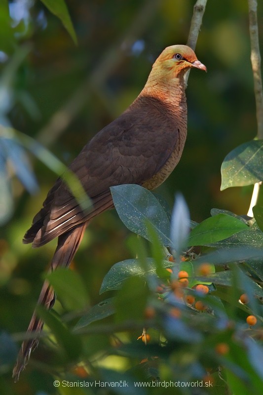 Andaman Cuckoo-Dove - ML204376031