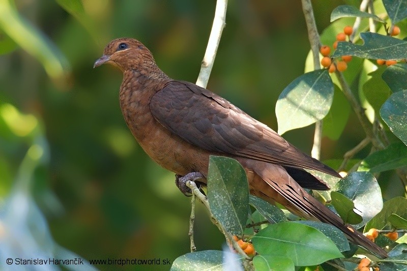 Andaman Cuckoo-Dove - ML204376041