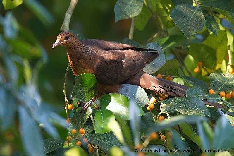 Andaman Cuckoo-Dove - ML204376051