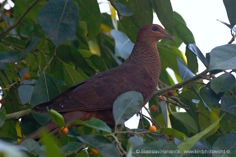 Andaman Cuckoo-Dove - ML204376061
