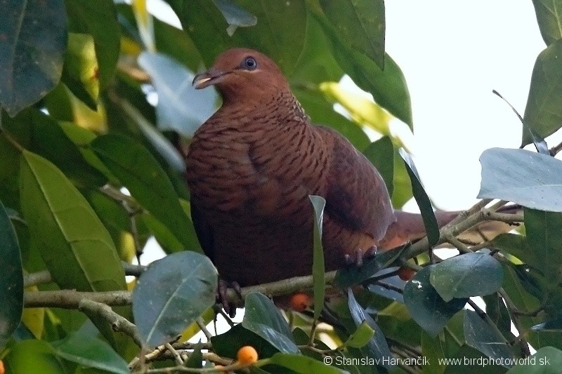 Andaman Cuckoo-Dove - ML204376071