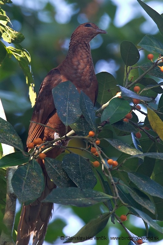 Andaman Cuckoo-Dove - ML204376081