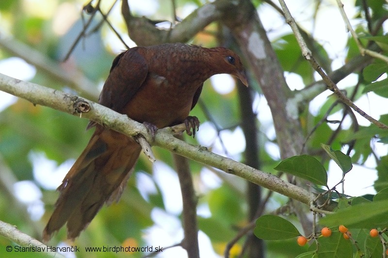 Andaman Cuckoo-Dove - ML204376091
